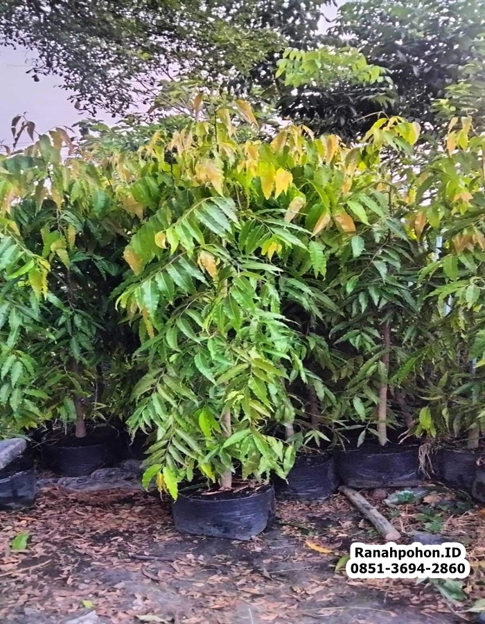 Pohon Glodok Tiang Berbagai Ukuran