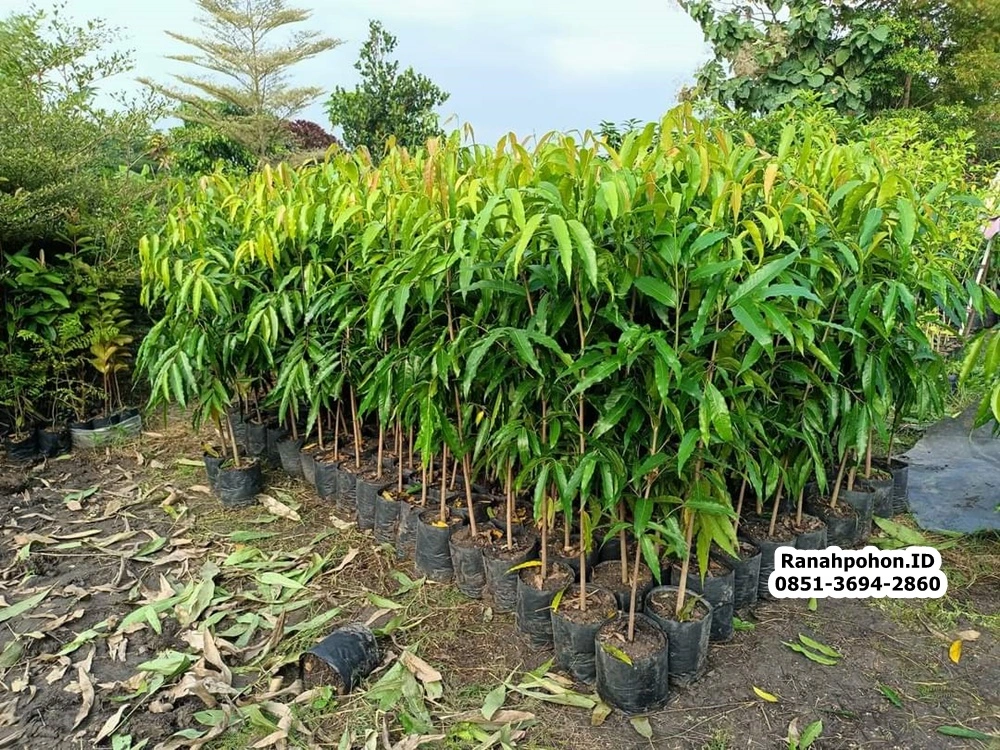 Jual Pohon Glodokan Tiang