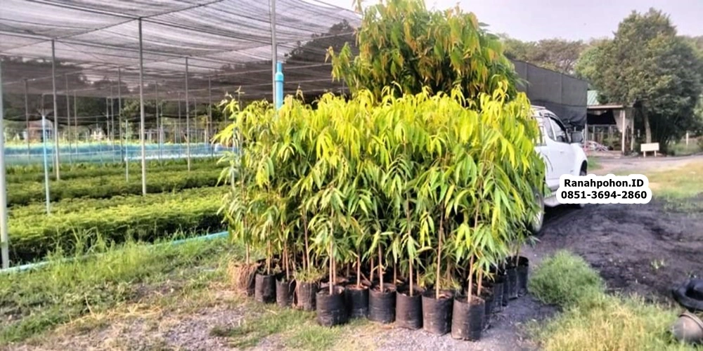 Pohon Glodok Tiang Ranahpohon.id 