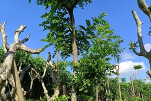 Jual Pohon Kunto Bimo Terbaik Untuk Taman