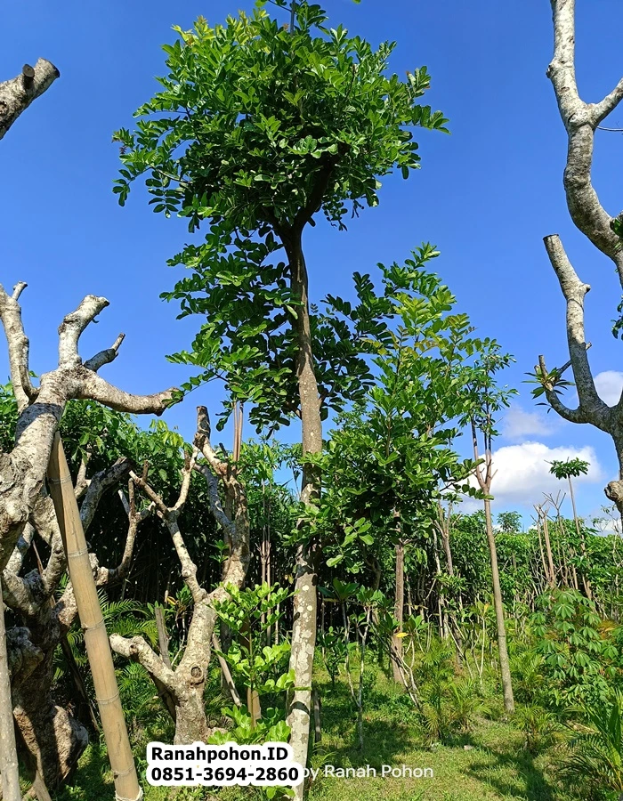 Jual Pohon Kunto Bimo