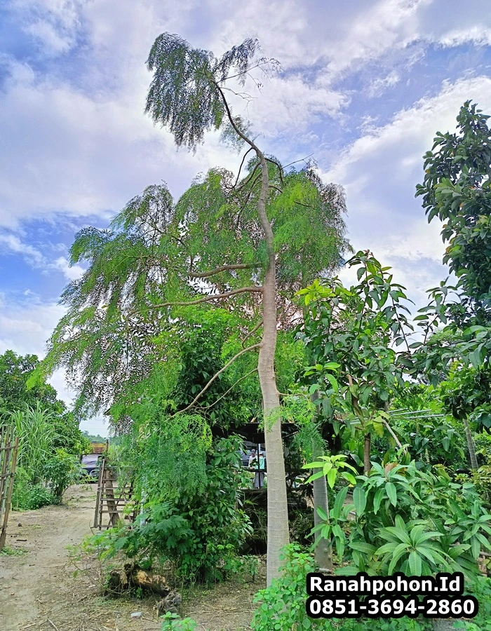 Pohon Moringa Besar