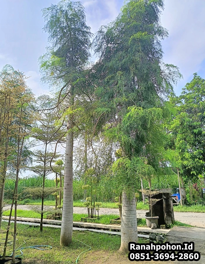 Jual Pohon Besar Moringa Afrika