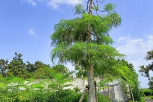 Jual Pohon Moringa Afrika & Golden | Stok Besar Harga Terbaik
