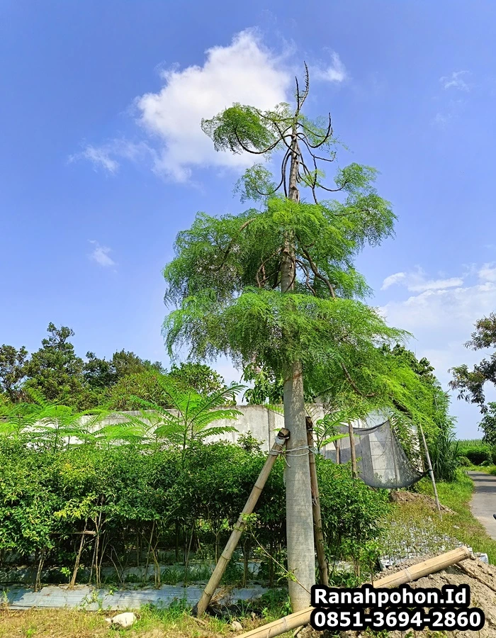 Pohon Moringa Afrika