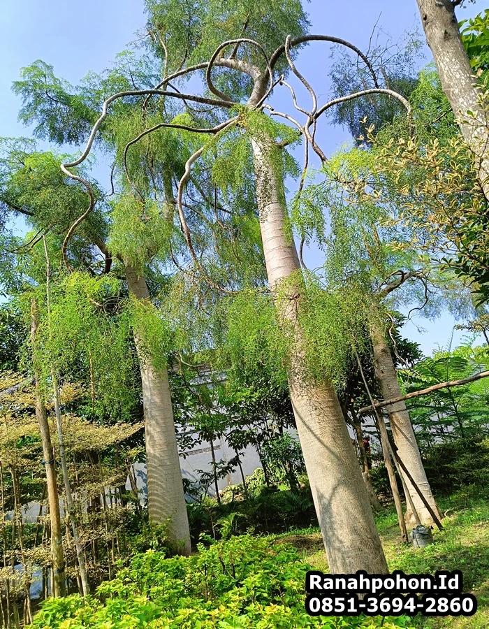 Jual Pohon Moringa Afrika