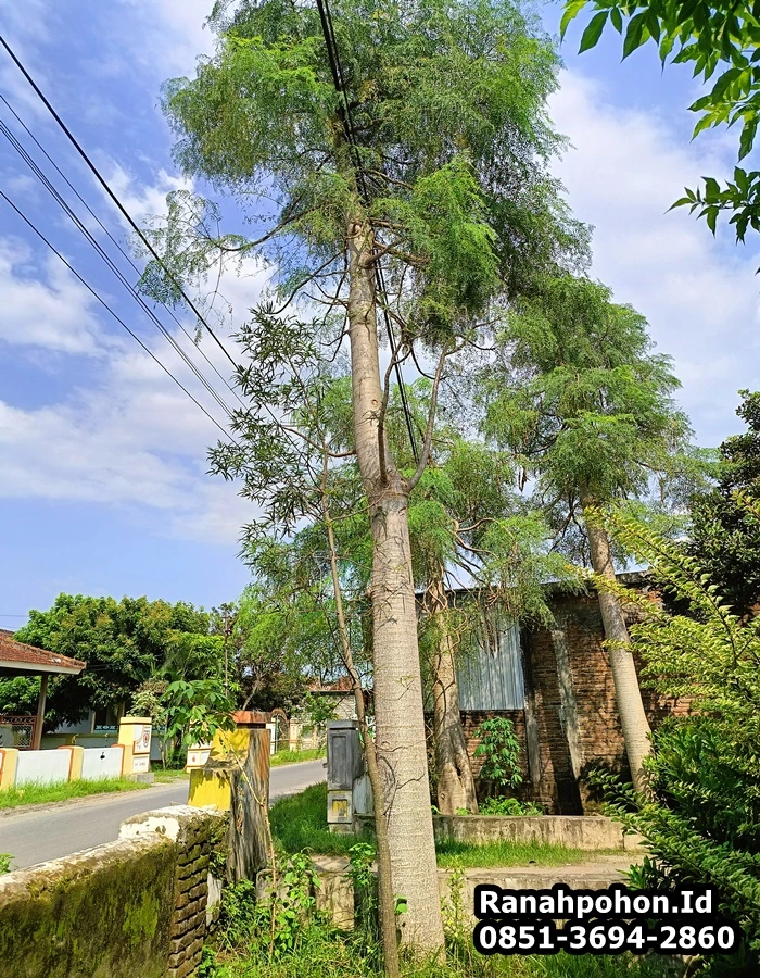Jual Pohon Besar Moringa Afrika