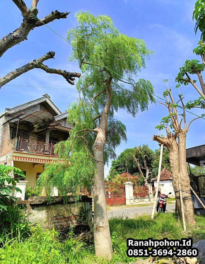 Jual Pohon Besar Moringa Afrika