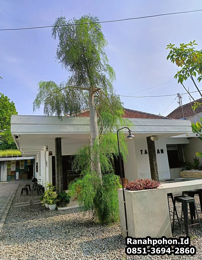 Jual Pohon Besar Moringa Afrika