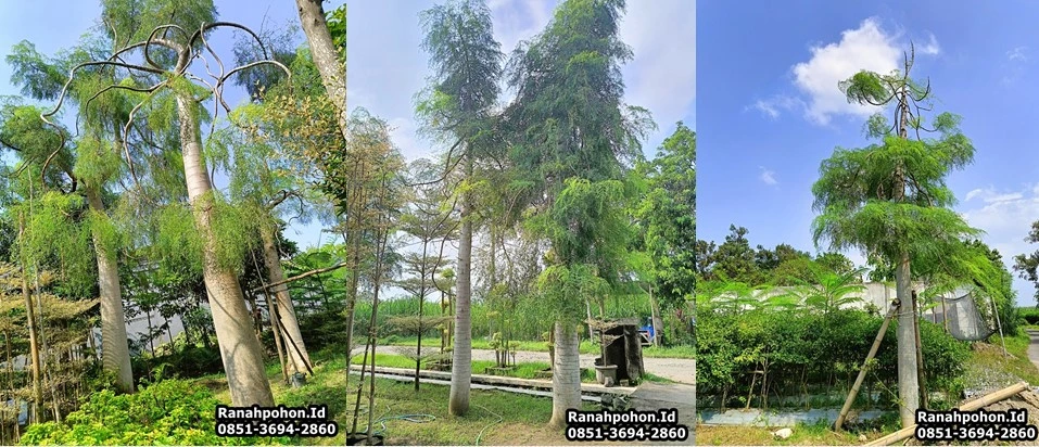 Pohon Moringa Afrika