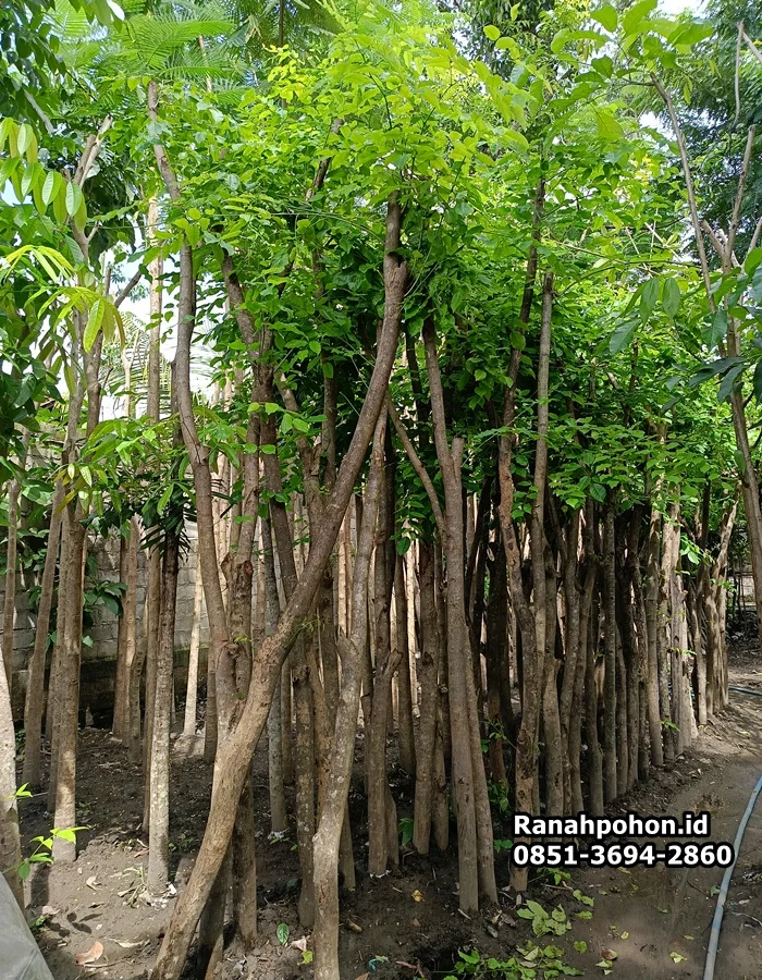 Jual Pohon Angsana - Ranah Pohon Indonesia