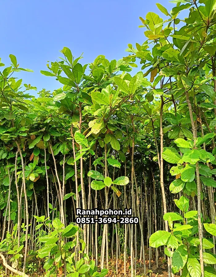 Jual Pohon Ketapang Laut - Ranah Pohon Indonesia