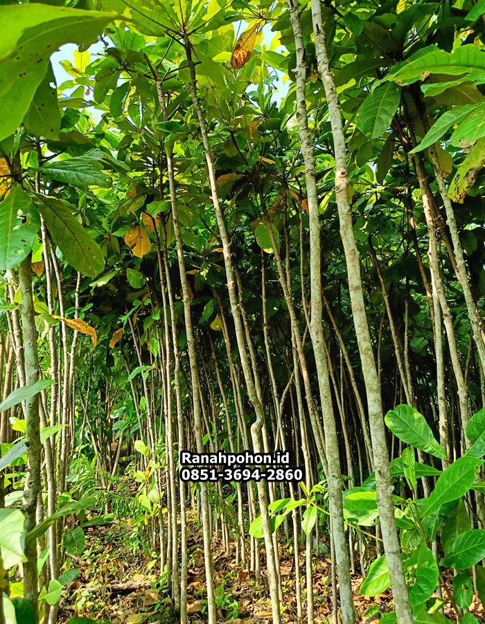 Jual Pohon Ketapang Laut - Ranah Pohon Indonesia