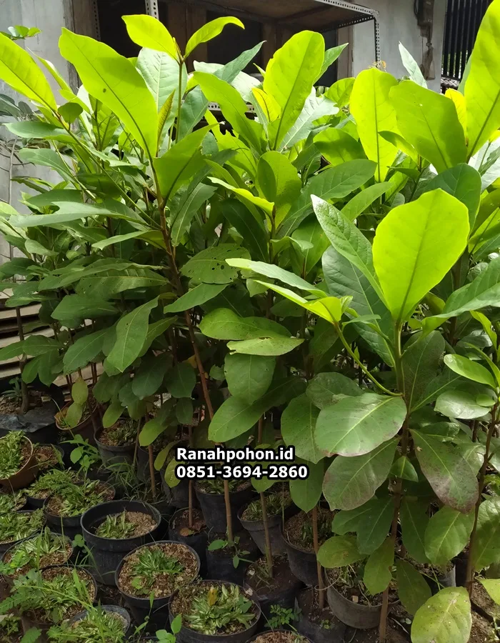 Jual Pohon Ketapang Laut - Ranah Pohon Indonesia