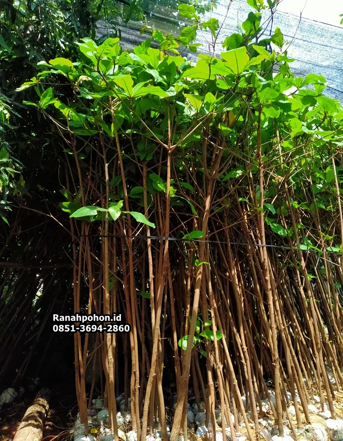 Jual Pohon Ketapang Laut - Ranah Pohon Indonesia