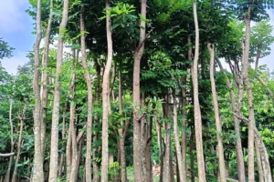 Jual Pohon Spathodea Kecrutan Berbagai Ukuran Kualitas Terbaik