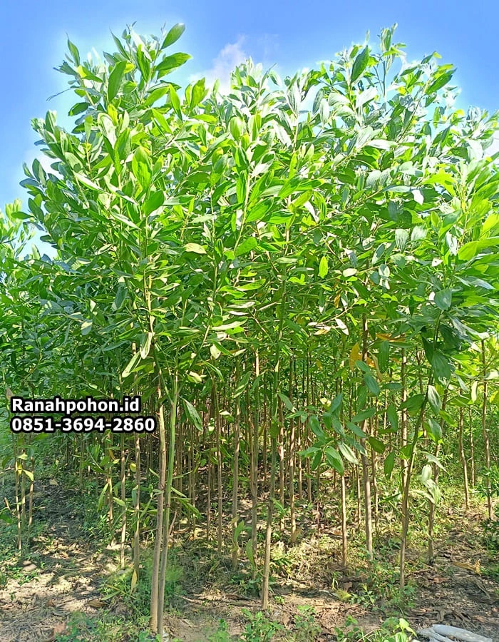 Pohon Akasia Mangium Berbagai Ukuran