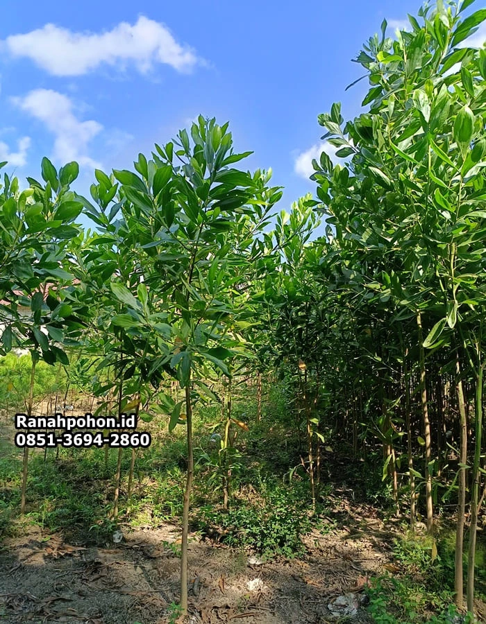 Pohon Akasia Mangium Berbagai Ukuran