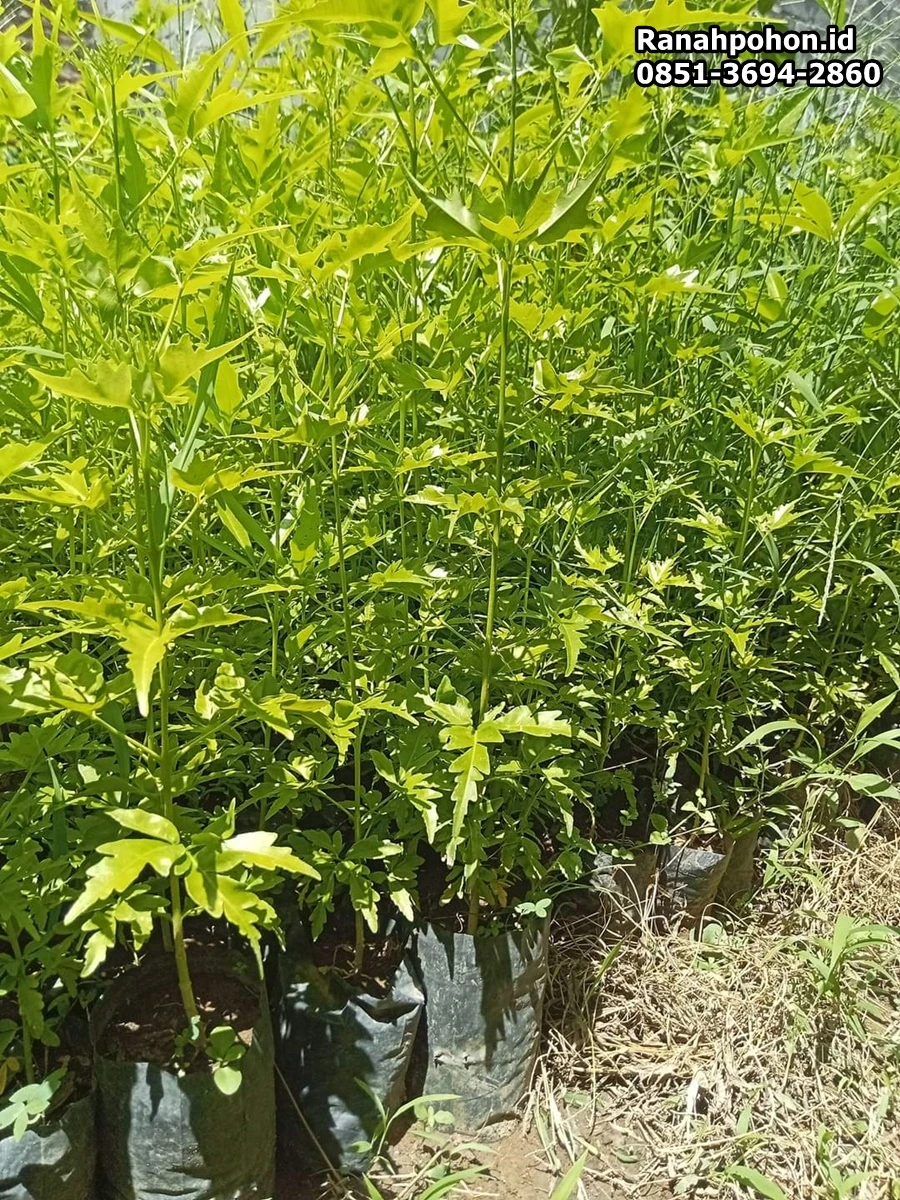 jual bibit cendana ranah pohon indonesia