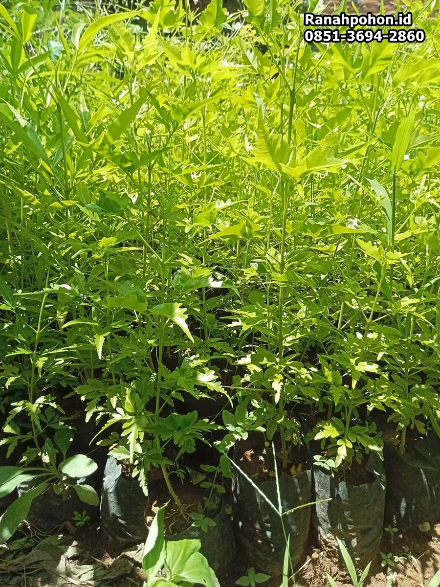 jual bibit cendana ranah pohon indonesia