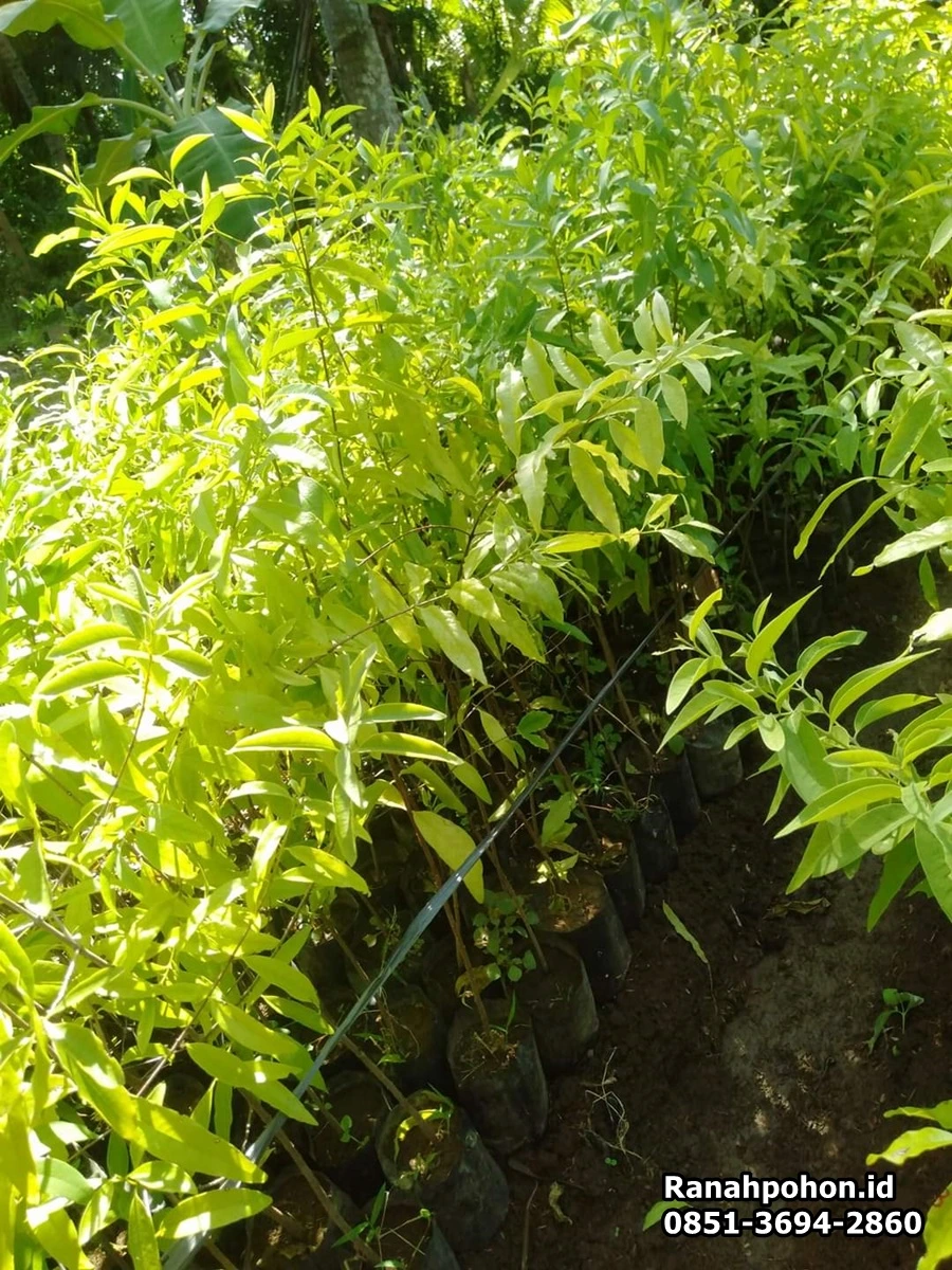 jual bibit pohon cendana ranah pohon indonesia
