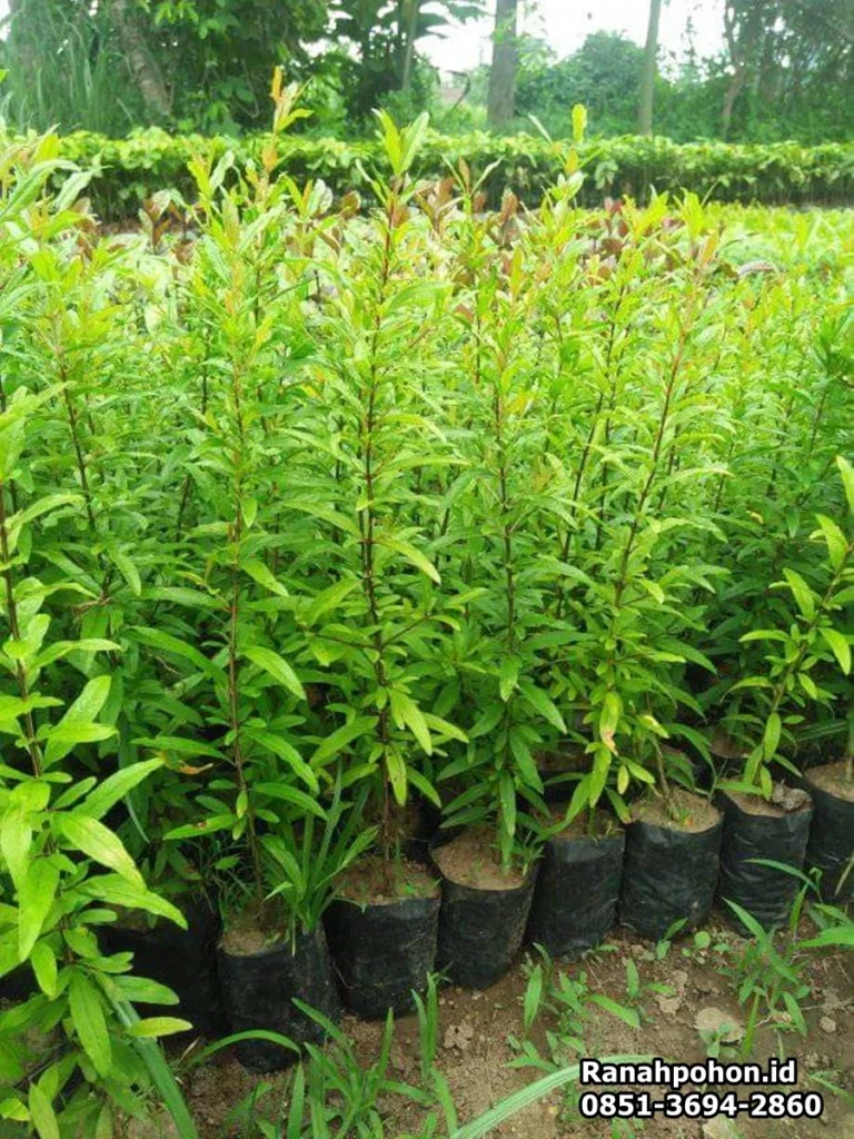 bibit cendana ranah pohon indonesia