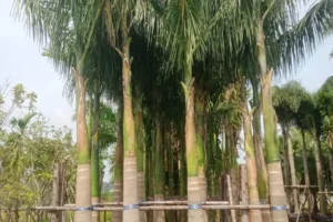 Jual Pohon Palem Raja Berbagai Ukuran Harga Murah Kualitas Terbaik Siap Kirim
