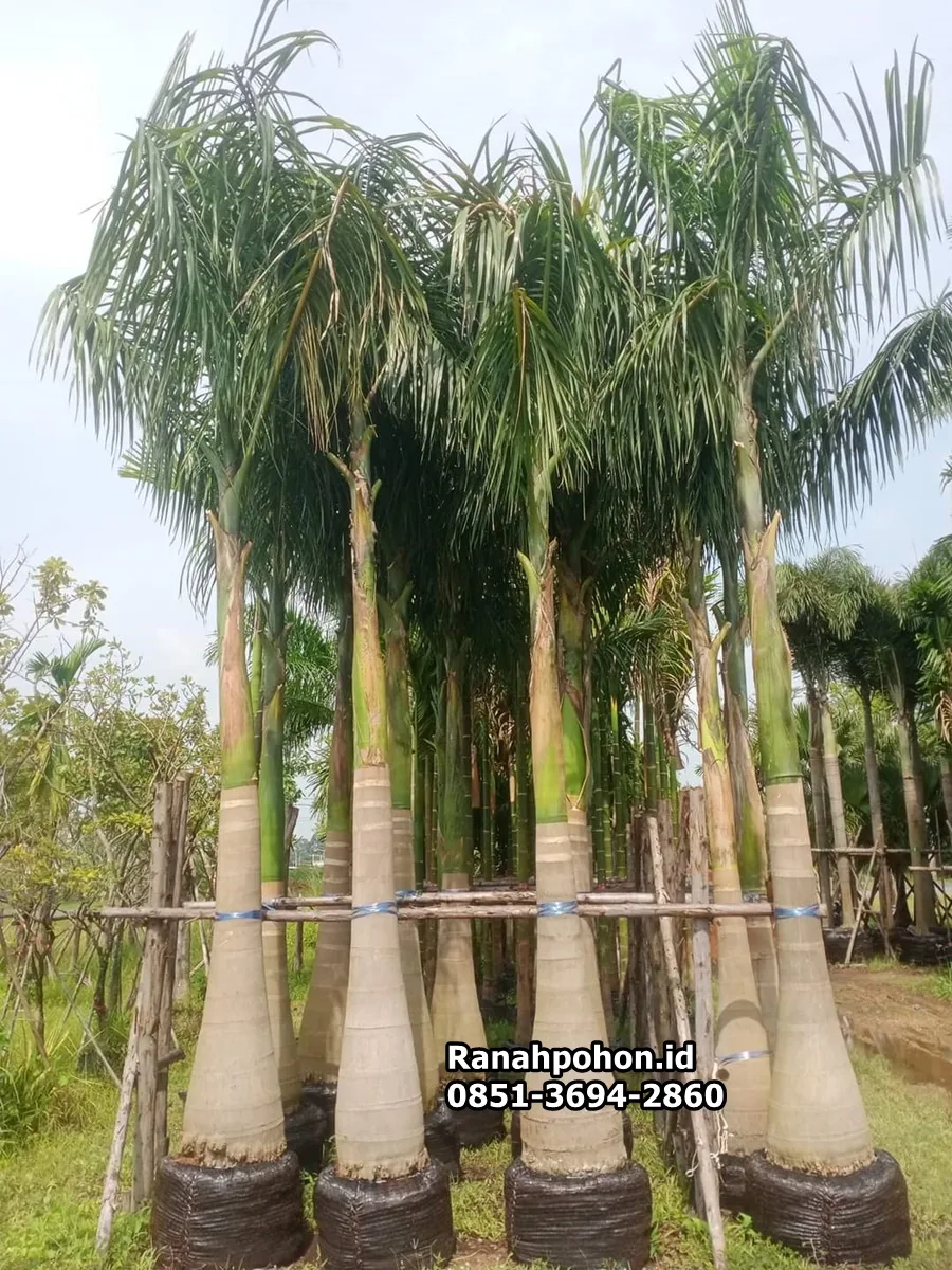 Pohon Palem Raja Terbaik Dari Ranah Pohon Indonesia