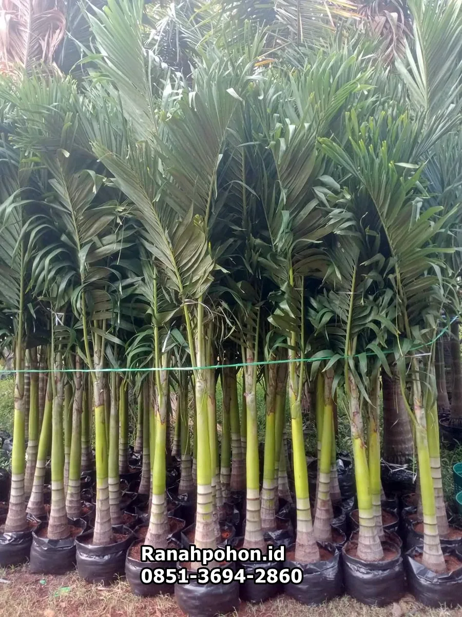 Jual Pohon Palem Raja