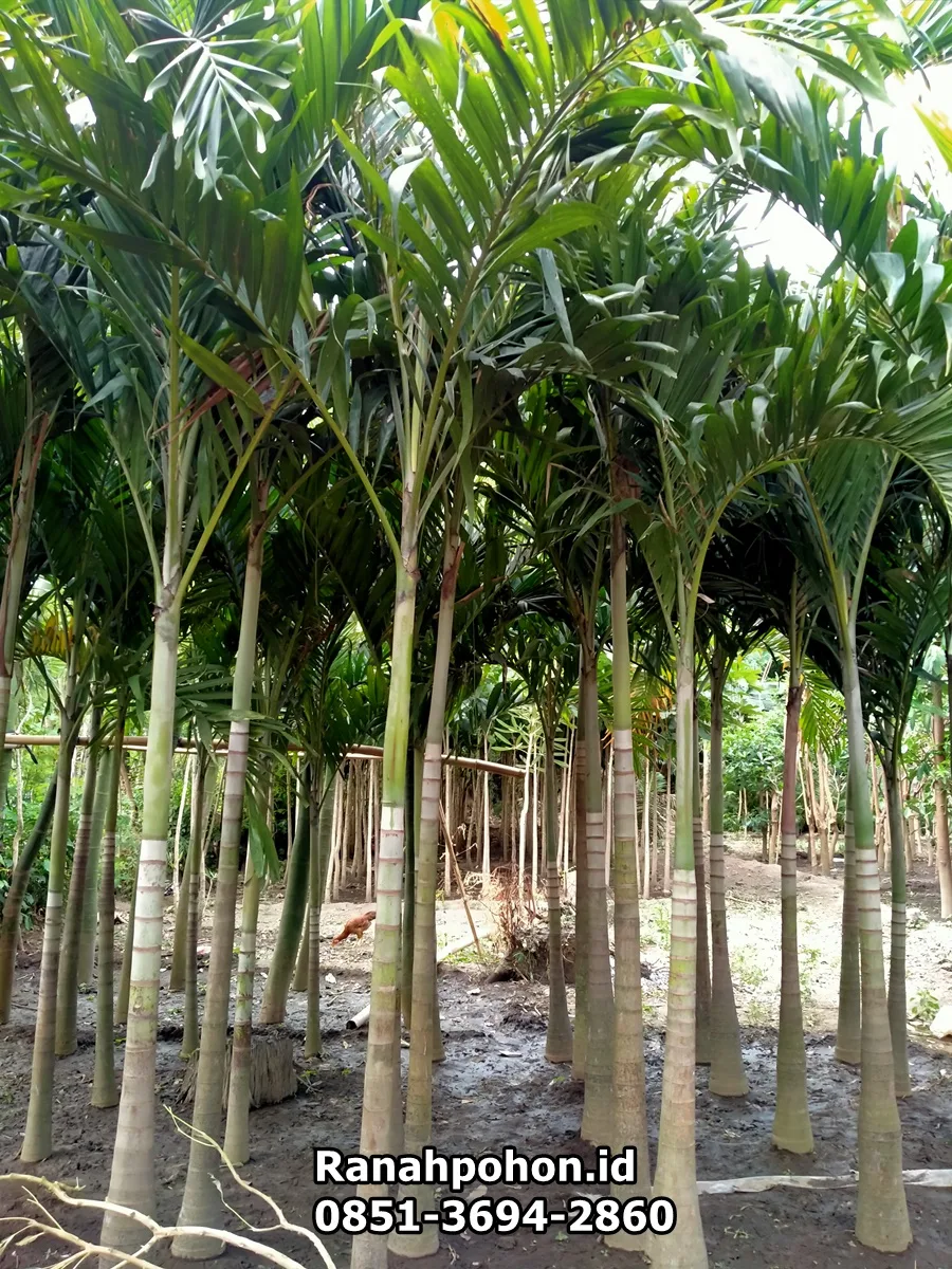 Jual Pohon Palem Raja Harga Murah