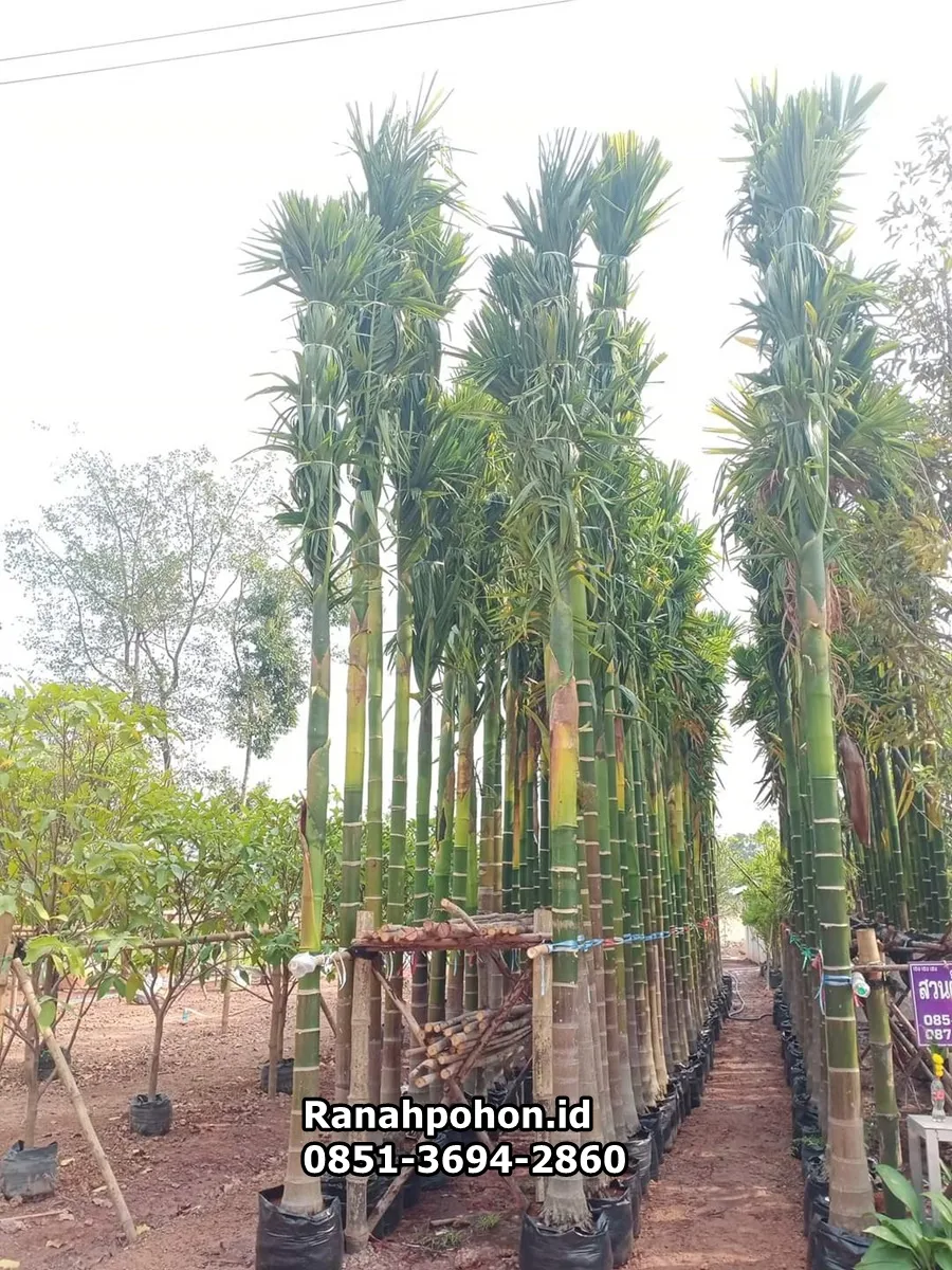Pohon Palem Raja Terbaik Dari Ranah Pohon Indonesia